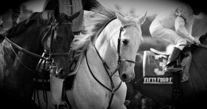 Belmont Stakes Contenders: Who Is Leading The Odds?