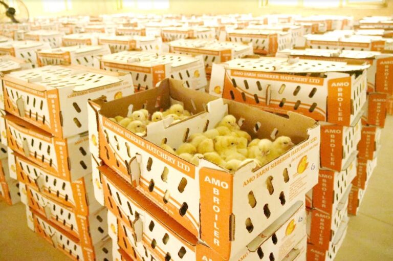 Amo Farm Sieberer Hatchery Limited Celebrates World Food Day