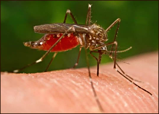 Defeating Malaria Can Boost African Economies By Almost $16bn A Year