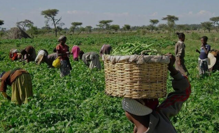 Nigeria Embarks On Agricultural Transformation With The Greener Hope National Agricultural Mechanisation Programme (GHAPP)