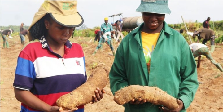IITA-Yam Breeding Program Collaborates With Farmers To Boost Seed Yam Production Across Nigerian States