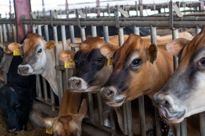 Promasidor Nigeria’s Contribution To The National Dairy Development Program Delivers Results with Increased Local Milk Production, Economic Development
