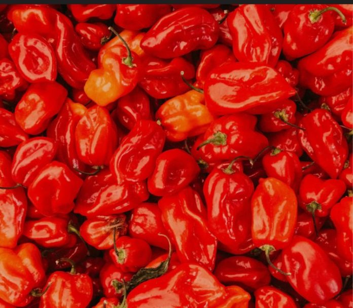 Nigeria’s Pepper Output Projected To Reach 800,000 Tonnes By 2030 As Demand And Exports Rise