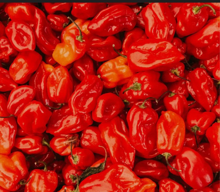 Nigeria’s Pepper Output Projected To Reach 800,000 Metric Tonnes By 2030 As Demand And Exports Rise