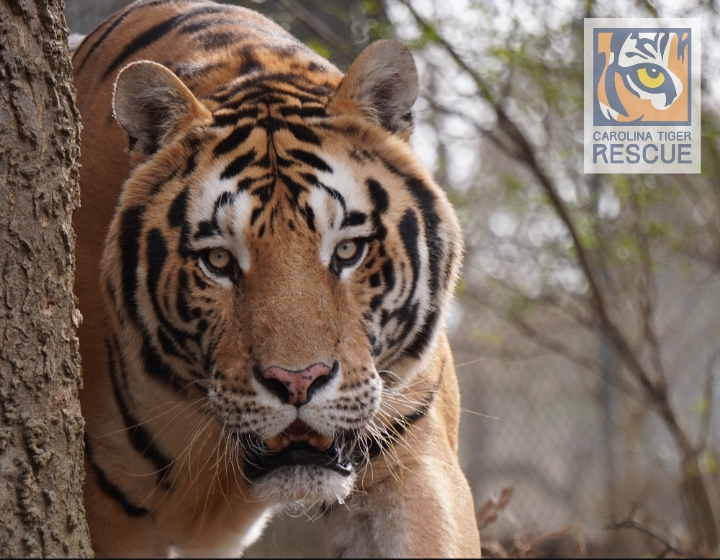 When Logistics Roars – DHL Helps Eight Rescued Big Cats Begin A Life They’ve Long Deserved