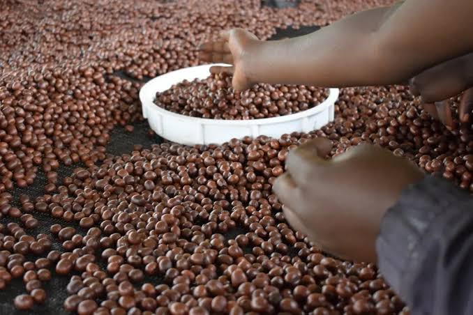 Africa’s Ready-To-Drink Coffee Market Opportunity Opens As Global Industry Nears $48 Billion By 2030
