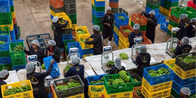 Kenyan Startup Twiga Foods Enters Administration After Years Of Financial Struggles
