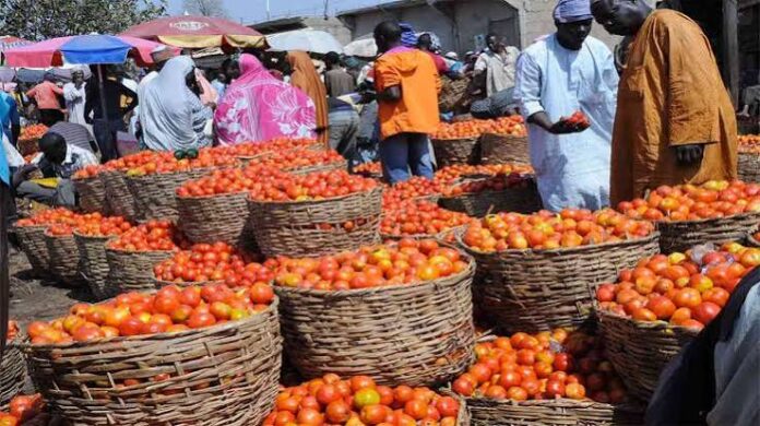 Tomato Prices Rise To N7,000 Per Paint As Pepper Gets Cheaper In Lagos Tomato Prices Rise To N7,000 Per Paint As Pepper Gets Cheaper In Lagos